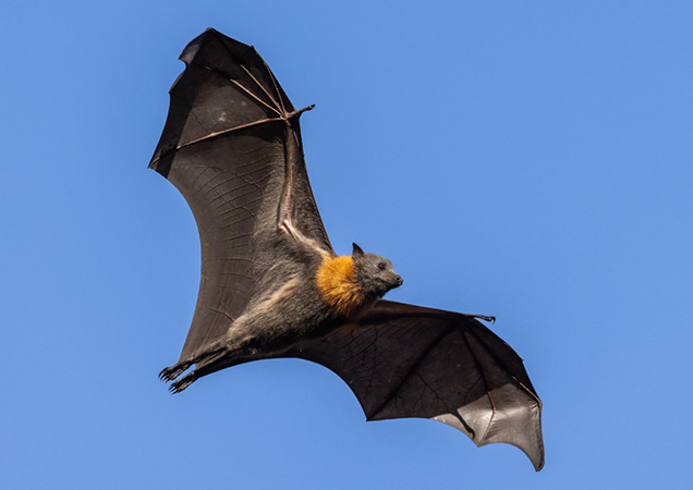 Flying fox in flight with wings outstretched.
